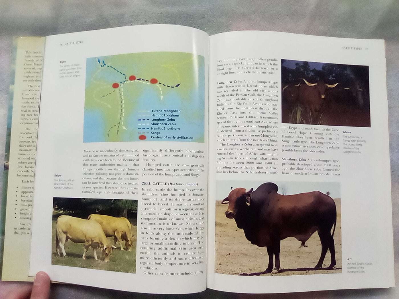 The NZ Guide to Cattle Breeds by Graham Meadows