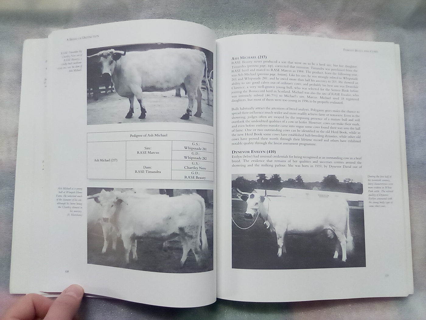 A Breed of Distinction - White Park Cattle: Ancient & Modern