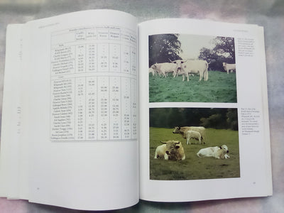 A Breed of Distinction - White Park Cattle: Ancient & Modern