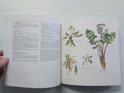 New Zealand Alpine Plants (1979) by A.F. Mark & N.M Adams