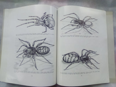 The Spiders of New Zealand - Part 1 (1967) by R.R. Forster