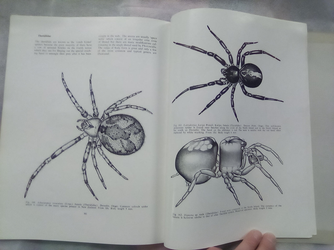 The Spiders of New Zealand - Part 1 (1967) by R.R. Forster