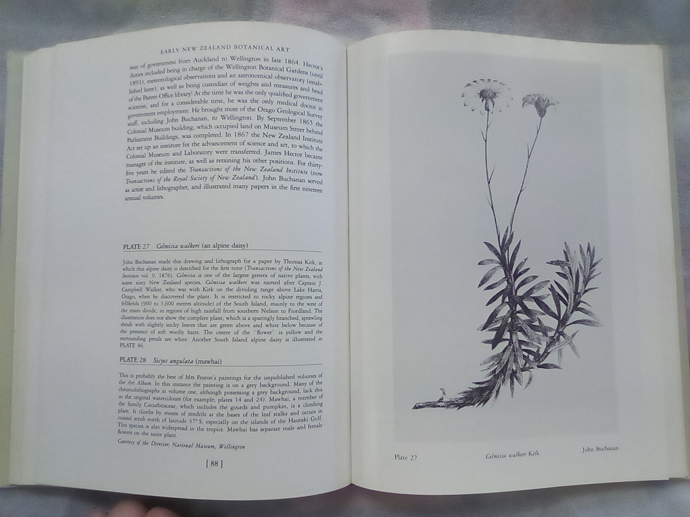 Early New Zealand Botanical Art by F.B. Sampson