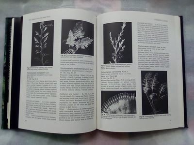 New Zealand Ferns & Allied Plants by Brownsey and Smith-Dodsworth